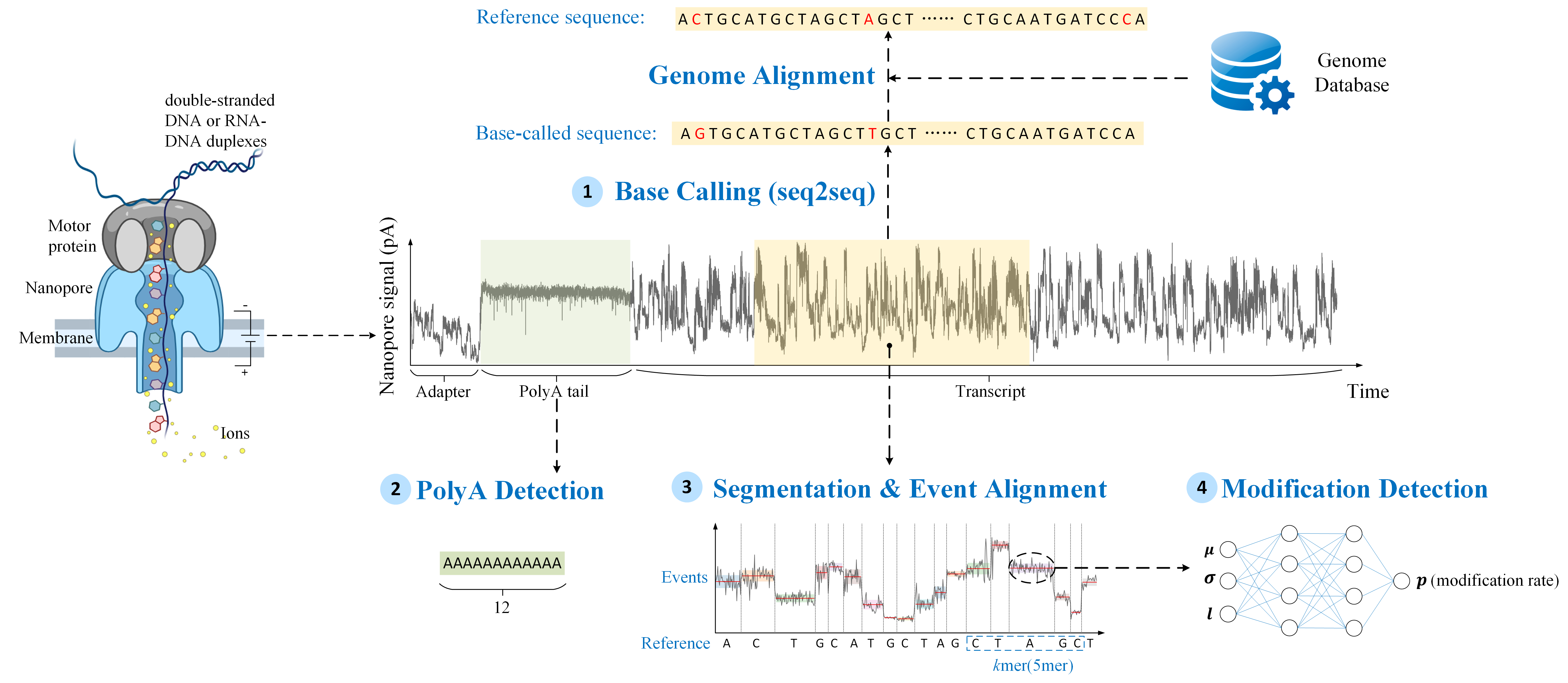 Nanopore Sequencing