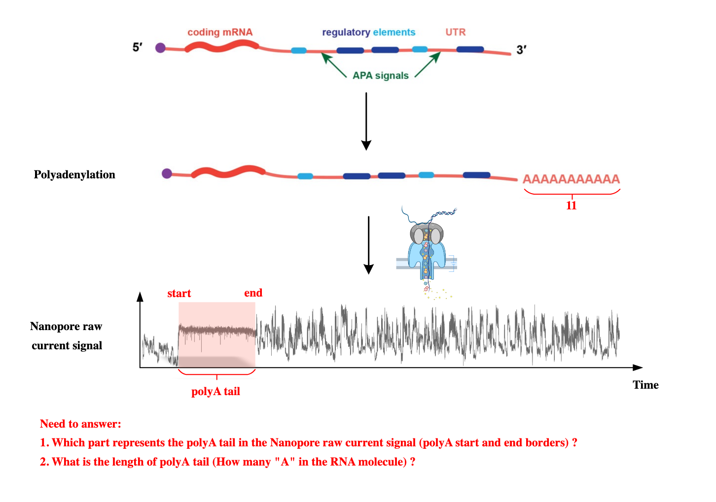 Top: polyadenylation of an mRNA transcript. Bottom: the poly(A) tail appears as a long flat segment in the nanopore current between adapter and transcript